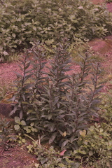 Lysimachia minoricensis, photograph (c) fmunoz, some rights reserved (CC BY)