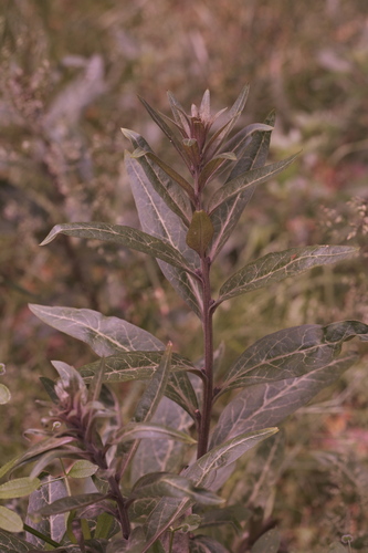 Lysimachia minoricensis, photograph 3