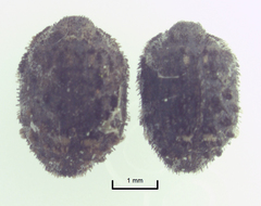 Microchaetes