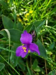 Tradescantia crassifolia