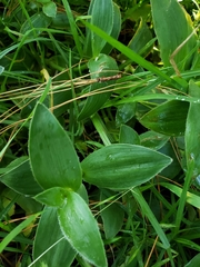 Tradescantia crassifolia