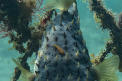 Cochleoceps orientalis