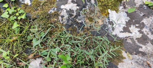 Teucrium asiaticum, photograph 6