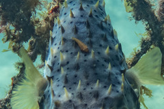 Cochleoceps orientalis