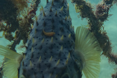 Cochleoceps orientalis