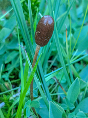Galeropsis polytrichoides
