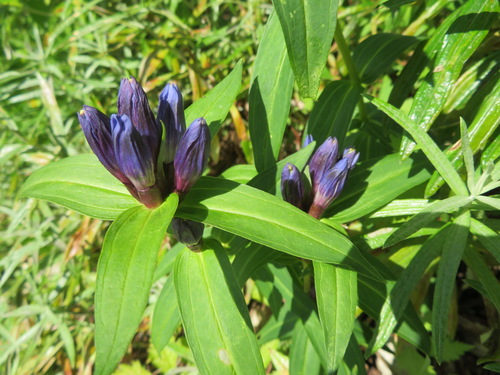 Gentiana makinoi, photograph 4
