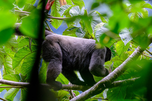 Humboldt's Woolly Monkey