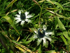 Eryngium carlinae