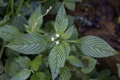Pentas micrantha, photograph (c) Dr. Alexey Yakovlev, some rights reserved (CC BY)