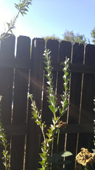 Acacia cultriformis