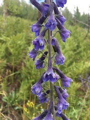 Delphinium andesicola