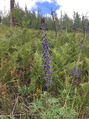 Delphinium andesicola