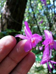 Dendrobium hasseltii