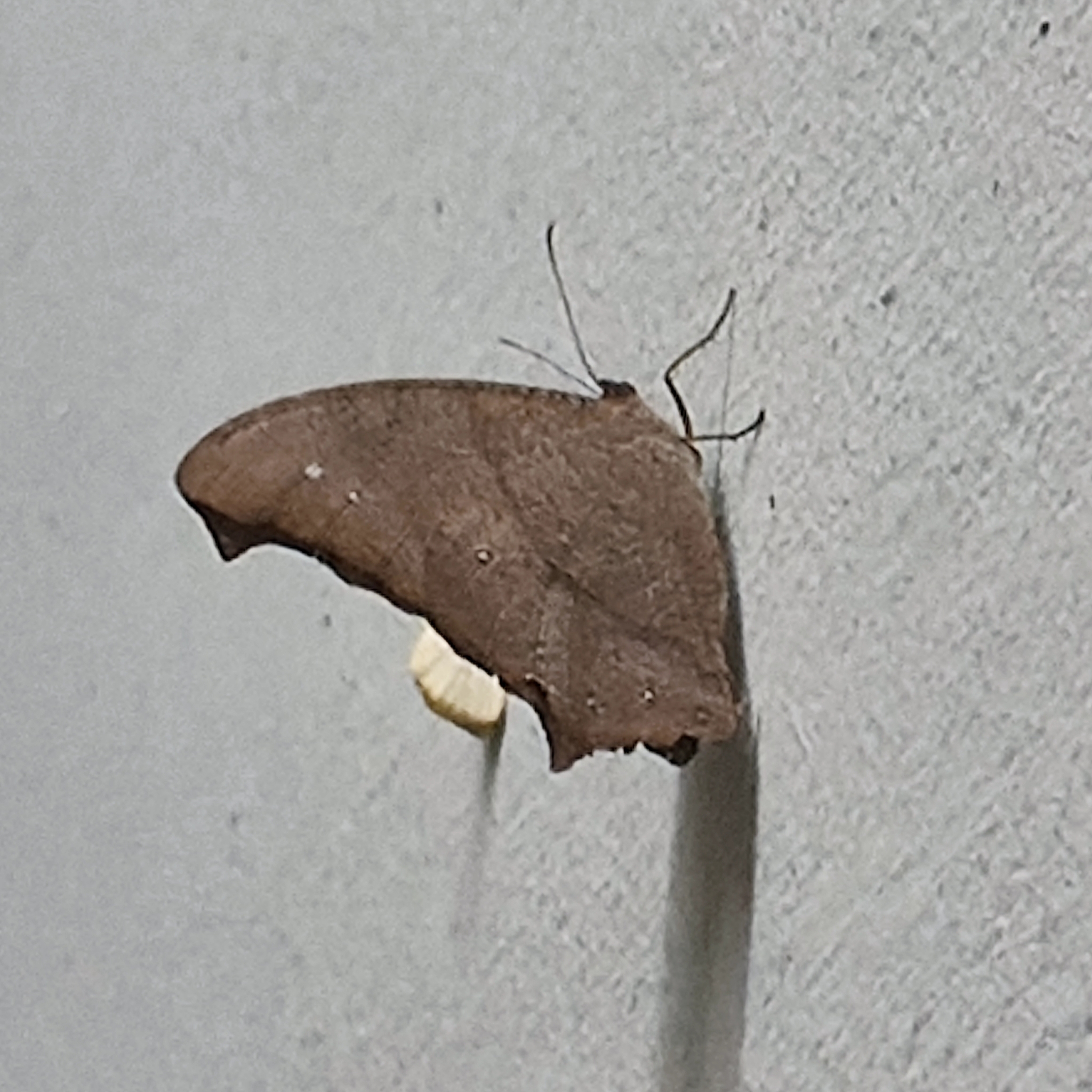 Common Evening Brown