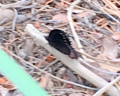 Gyrocheilus patrobas