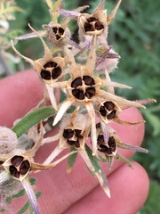 Polemonium pauciflorum pauciflorum