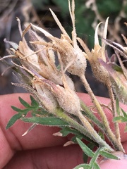 Polemonium pauciflorum pauciflorum