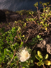 Capparis sandwichiana