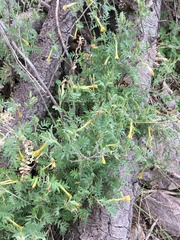 Polemonium pauciflorum pauciflorum