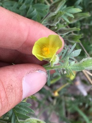 Polemonium pauciflorum pauciflorum