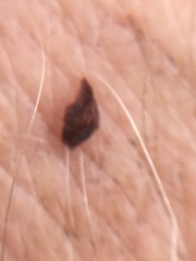 Polemonium pauciflorum pauciflorum