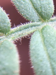 Polemonium pauciflorum pauciflorum