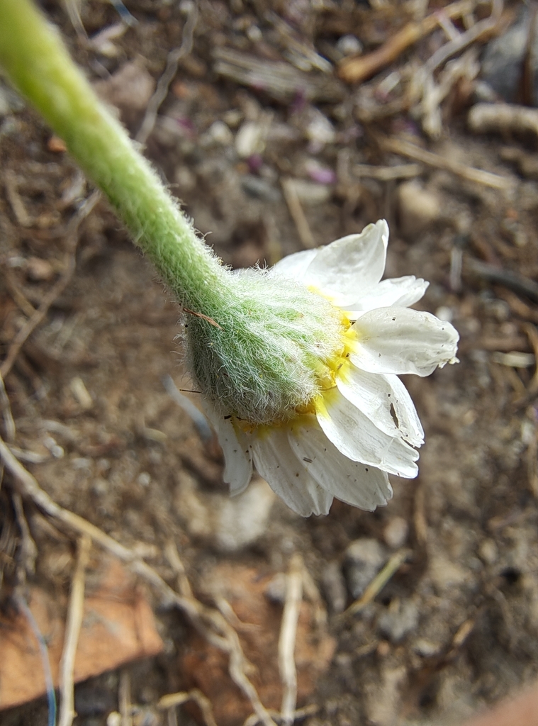 Woolly Chamomile
