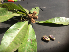 Pittosporum pickeringii