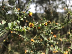 Bossiaea rhombifolia