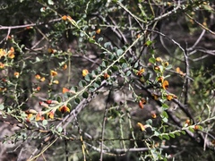 Bossiaea rhombifolia
