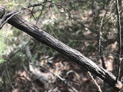 Bossiaea rhombifolia