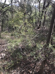 Bossiaea rhombifolia
