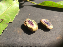 Pittosporum pickeringii