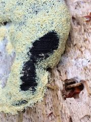 Fuligo septica septica
