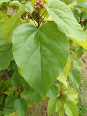 Clerodendrum trichotomum