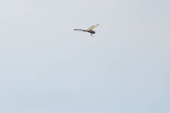 Coryphaeschna ingens