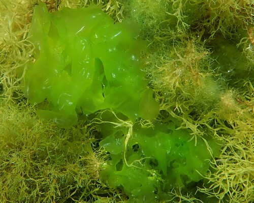 Ulva