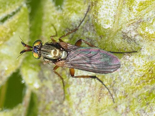 Dolichopus longicornis