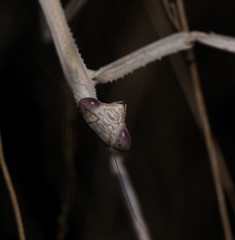 Archimantis armata