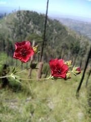 Potentilla thurberi
