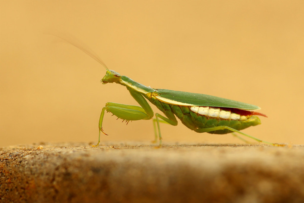 Odontomantis pulchra