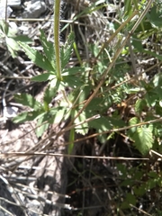 Potentilla thurberi