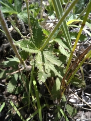 Potentilla thurberi