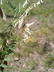 Vicia pulchella