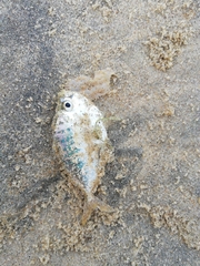 Leiognathidae