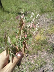 Vicia pulchella