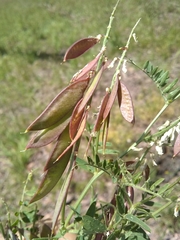 Vicia pulchella