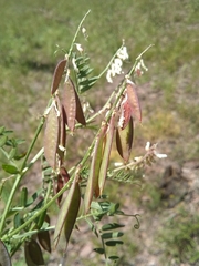 Vicia pulchella