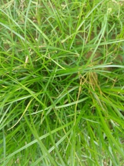 Carex virgata